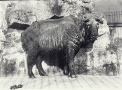 Takin, également connu sous le nom de chamois bovin ou chèvre gnou, au zoo de Londres - Frederick William Bond